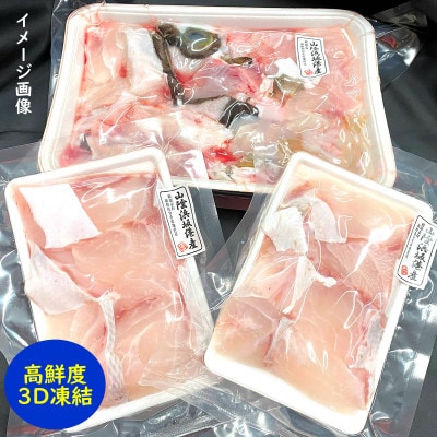 幻の高級魚 天然本クエ鍋用 1.6kg(6−7人前)熟成 旨味凝縮 高鮮度3D凍結 大型使用【配送不可地域：離島】【1546654】