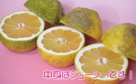 河内晩柑5kg 家庭用 河内晩柑