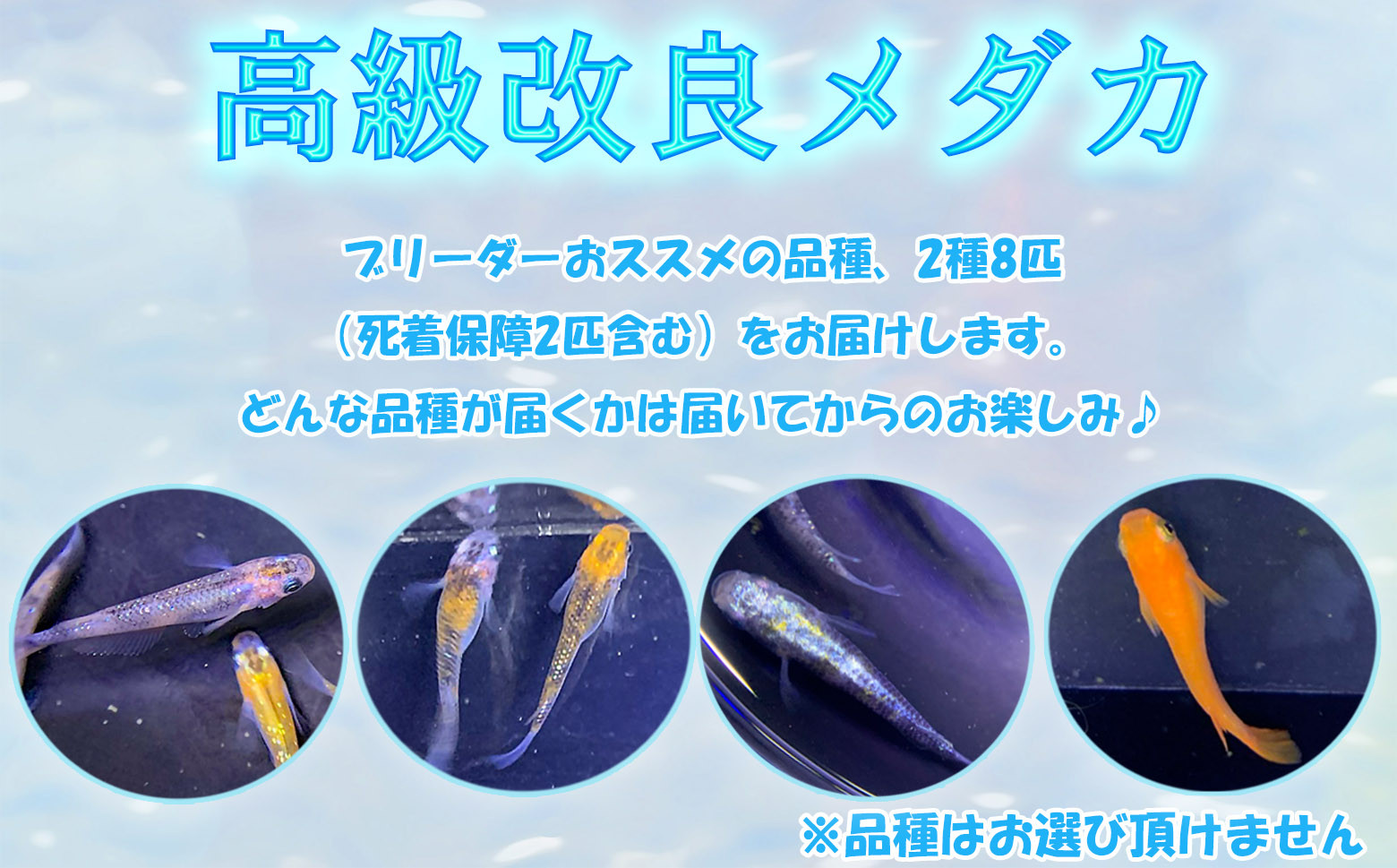 
            M-BC12.【発送は4月～11月】高級メダカ２種　８匹　死着保障２匹
          