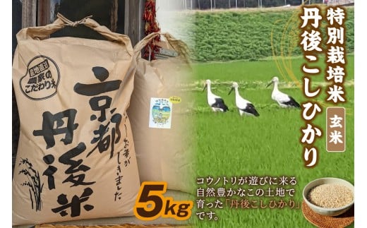 【先行予約】令和8年産 丹後こしひかり 玄米5kg 【特別栽培米】新米　お米 米 ご飯 ごはん 玄米 京都 京丹後 産地 コシヒカリ　KU00078