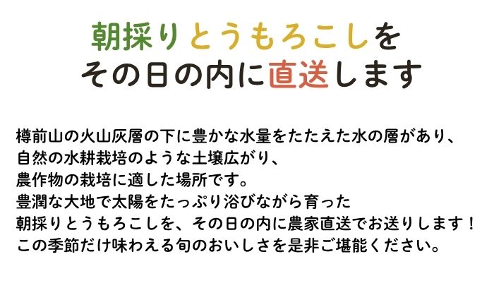 【数量限定！8月末発送予定】北海道産 とうもろこし『おおもの』《厚真町》【(株)厚真ファーム】トウモロコシ トウキビ コーン 北海道 高糖度 大粒 甘い  [AXAE001] 15000 15000円