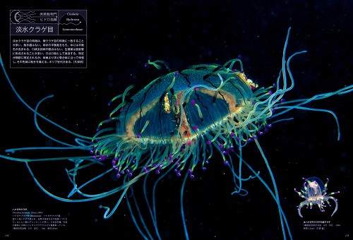 海洋生物写真家　峯水亮氏『日本クラゲ大図鑑』