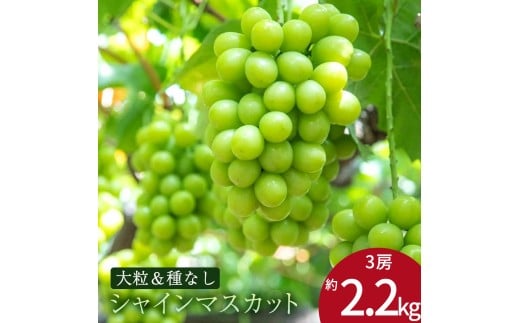 MH140-0217_【ふるさと納税】特大シャインマスカット　約2.2kg
