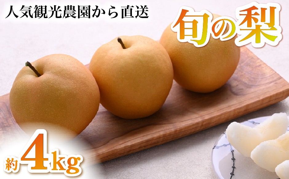 
                  【2026年発送 】旬の梨4kg旬の梨詰め合わせ 3kg（豊水、新興、新高等）梨 なし ナシ 秋の味覚 旬の果物 季節のフルーツ 品種名 みずみずしい 果汁たっぷり
                