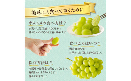 【2025年発送分】岡山県産シャインマスカット「晴王」定期便　秀品　大房（約5kg・5～9房目安）×10回発送（令和７年7月以降発送）