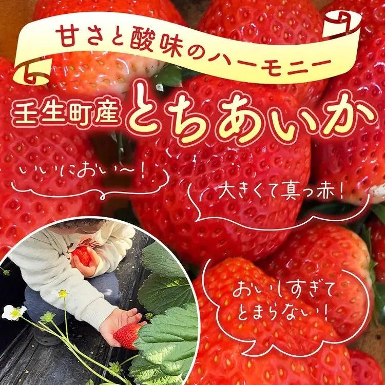 「訳あり」とちあいか 260g×2パック 1パック9粒〜11粒入り（Lまたは2Lサイズ） いちご 苺 栃木県 ※2027年1月～発送