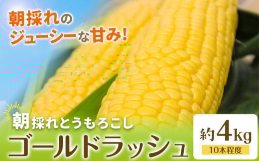 【先行予約】 とうもろこし 約4kg(10本程度) 野木町産 老沼 利治《2026年6月中旬-7月中旬頃出荷》栃木県 野木町 ジューシー 生食可能 旬の野菜 健康食 バーベキュー 焼き 茹で とうもろこし ゴールドラッシュ 黄色 イエロー 朝採れ クール便 先行予約 野菜 スイートコーン コーン