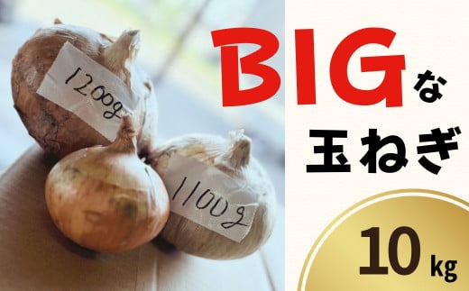 【先行予約/数量限定】BIGな 玉ねぎ たまねぎ 10kg 訳あり 新鮮  常温 令和7年7月〜9月発送