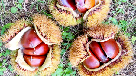 【先行予約】茨城県産 生栗 3Lサイズ 約3kg (2024年10月上旬発送開始) 茨城県産 産地直送 久保田果樹園 茨城 栗 くり 季節 秋 旬 直送 [DH014sa]