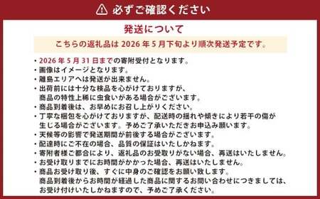 熊本県産 スイートコーン 約3.5kg 【2026年5月下旬発送開始】 野菜 やさい とうもろこし トウモロコシ コーン 国産