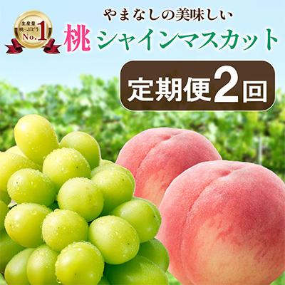 ふるさと納税 山梨市 【発送月固定定期便】山梨の美味しい【桃とシャインマスカット】定期便全2回