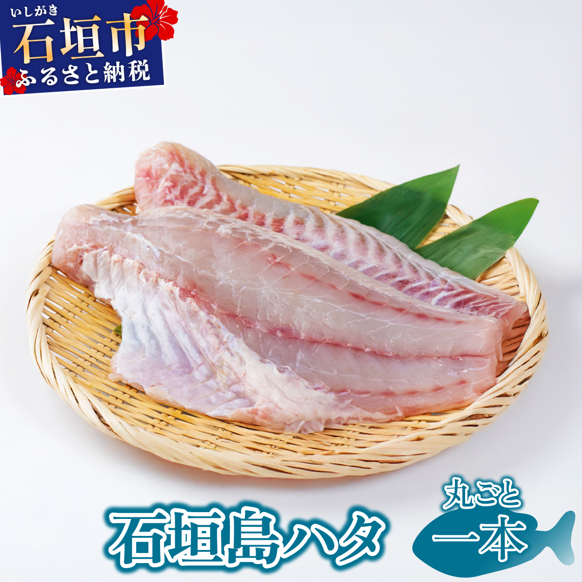 石垣島 ハタ 丸ごと1本 | 勝水産 ミーバイ ヤイトハタ 沖縄県石垣市 石垣 沖縄 石垣市 石垣島 KS-013