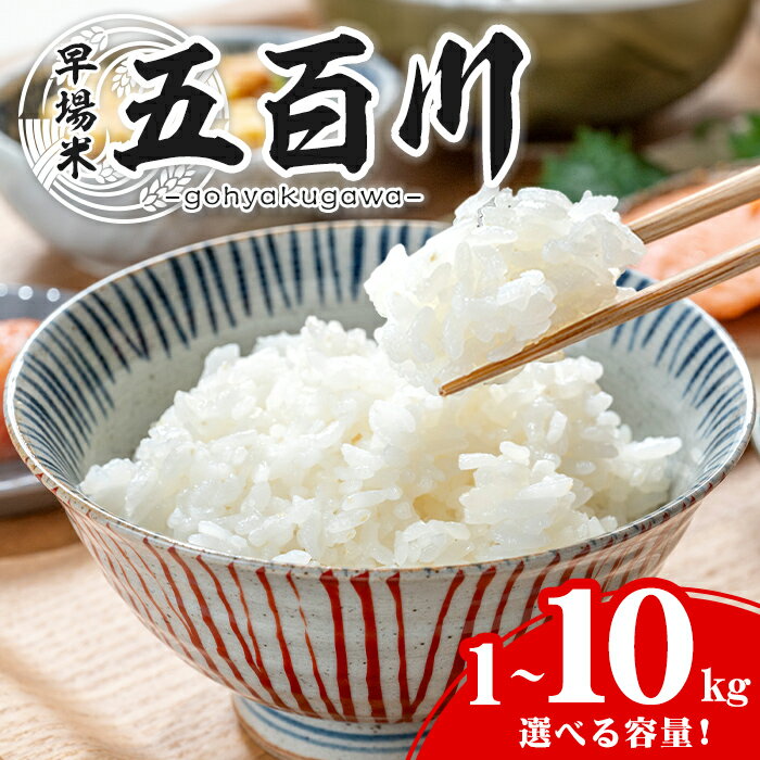 【ふるさと納税】＜令和7年産＞ 五百川 精米 選べる容量！ 1～10kg お米 おこめ 米 コメ 白米 早場米 極早生品種 ご飯 ごはん おにぎり お弁当 1kg 5kg 10kg【赤間農業開発株式会社】ta459・ta716・ta719