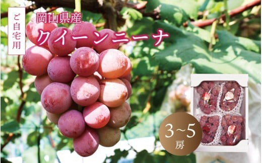 
                  真庭市産 クイーンニーナ 2kg前後 / (2026年9月中旬以降発送予定) ご自宅用 ぶどう 産地直送 新鮮 岡山 真庭 赤ブドウ 真庭市 大粒 葡萄 果物 フルーツ クイーンニーナ 濃厚 人気 数量限定 ブドウ ジューシー 赤ぶどう 【配送不可地域：北海道／沖縄県／離島】【jujy017-02】 
                