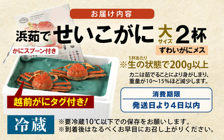 【先行予約】≪浜茹で≫ 天然！越前 せいこがに 大サイズ× 2杯 (生の状態で1杯200g以上)【2025年11月中旬以降順次発送予定】かにスプーン付き！ はるか丸厳選！獲れたて！茹でたて！新鮮！【冷