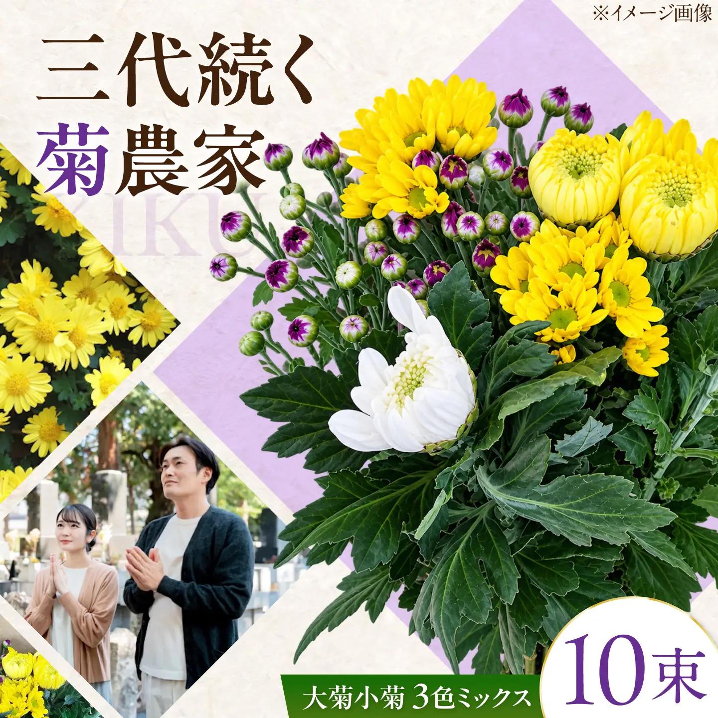 大菊小菊3色ミックス 花 季節の花束 ギフト おまかせ 広島県江田島市/山本農園[XDA002]