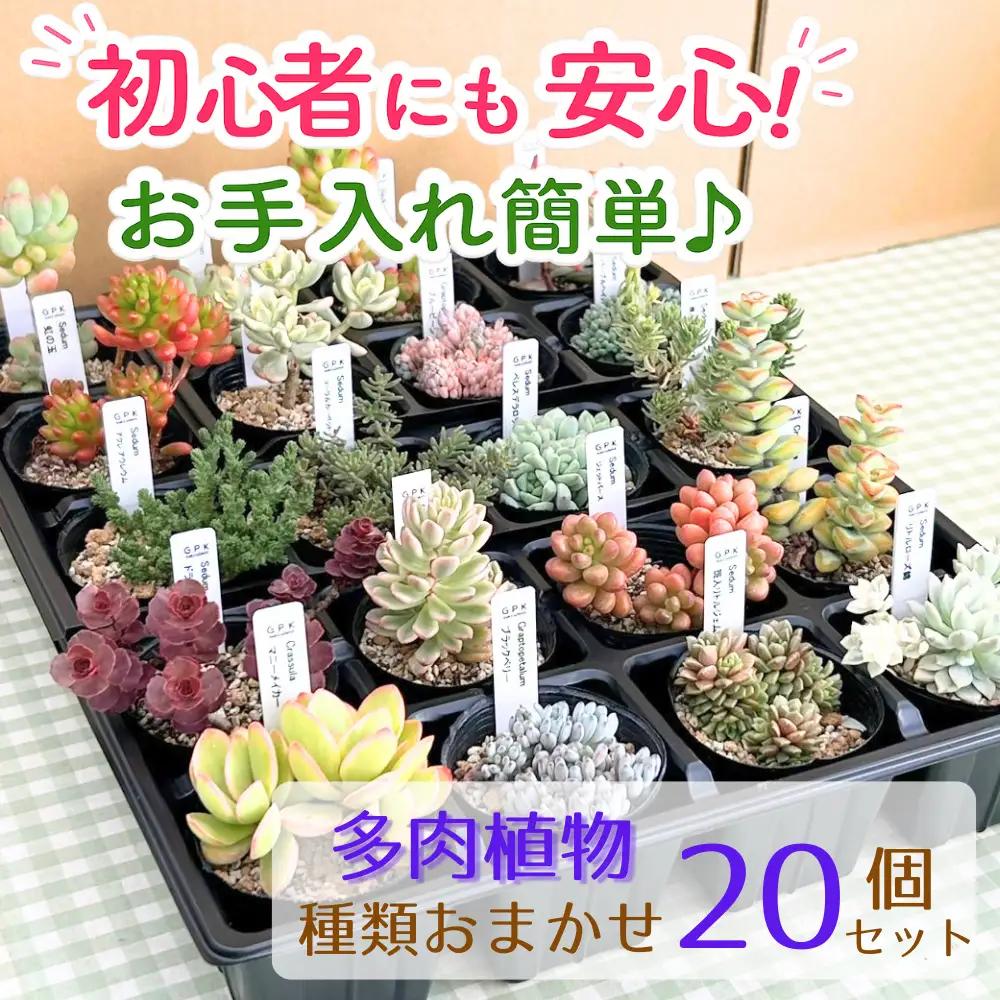 多肉植物 おまかせ 20個 セット