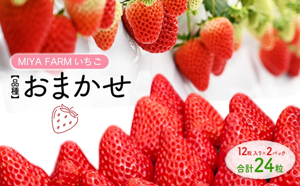 【先行予約】MIYA FARM いちご（品種：おまかせ）12粒入り×2パック 合計 24粒 ※北海道・沖縄・離島への配送不可 ※2027年1月中旬～5月下旬頃に順次発送予定