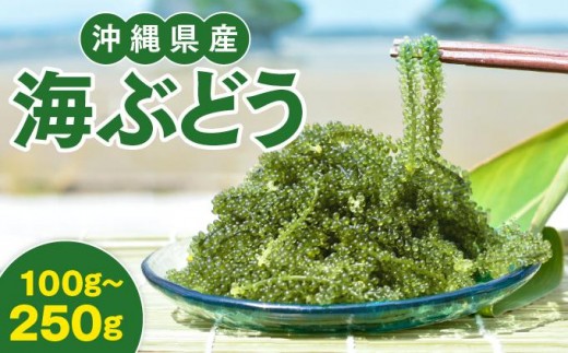 
                  ＜選べる容量＞沖縄県産 海ぶどう 100~250g（ご自宅用）|海ぶどう 新鮮 お取り寄せ グリーンキャビア 沖縄県 南城市 有限会社板馬養殖センター
                