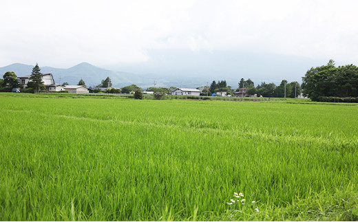 家族総出で田植えも終わり、すくすく育ち始めました