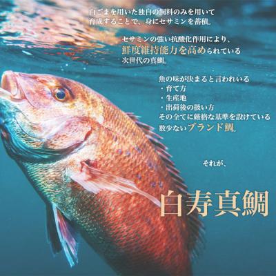 ふるさと納税 西予市 <愛媛の有名店「寿司和泉屋」若大将が捌いた「白寿真鯛」と秘伝のタレ>　鯛めし　郷土料理　海鮮　魚介 |  | 01