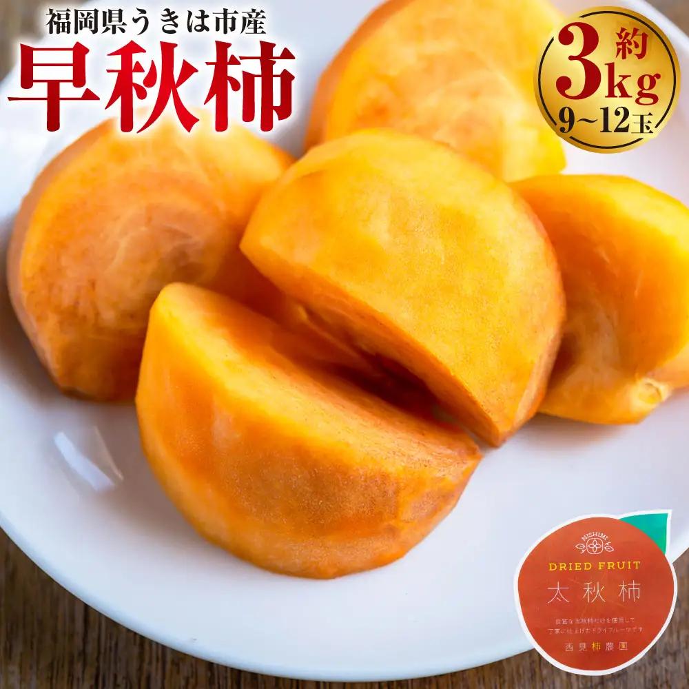 【先行予約】 西見柿農園 早秋柿 9玉から12玉 （約3kg） 【2025年10月上旬から10月中旬 出荷予定】 柿 かき カキ 早秋 そうしゅう 大玉 果物 くだもの フルーツ 果実 ジューシー 高糖度品種 お取り寄せ 福岡県 うきは市