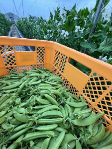 スナップエンドウ 1kg 京都 亀岡産 旬 春 野菜