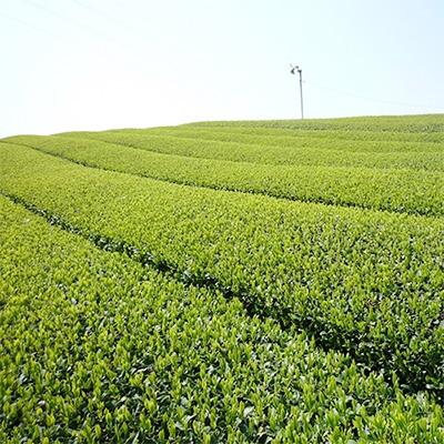 ふるさと納税 島田市 ハラダ製茶 抹茶入り水出し煎茶 8g×30p×3袋 |  | 01
