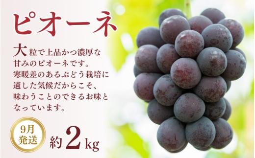 【3ヶ月定期便】和歌山産 フルーツ定期便 人気の桃・梨・ピオーネ 旬のフルーツを毎月お届け♪ / フルーツ フルーツ フルーツ フルーツ フルーツ フルーツ フルーツ 果物 定期便 お取り寄せ【tkb