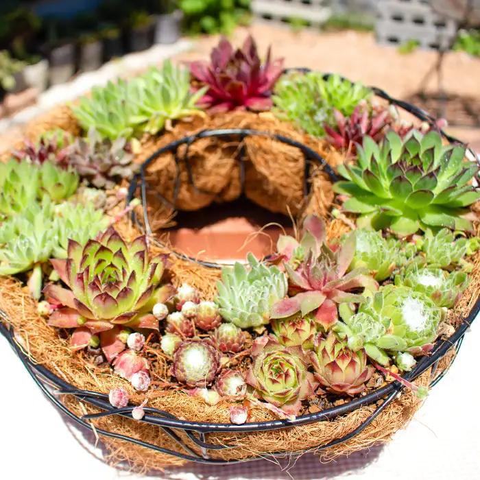 センペルビウムのリース型寄せ植え 1鉢（幅30cm×高さ9cm）【多肉植物 植物 グリーン おすすめ よせうえ 観葉植物 手植え 癒し インテリア ナチュラル かわいい 自然 プレゼント ギフト 贈り物】