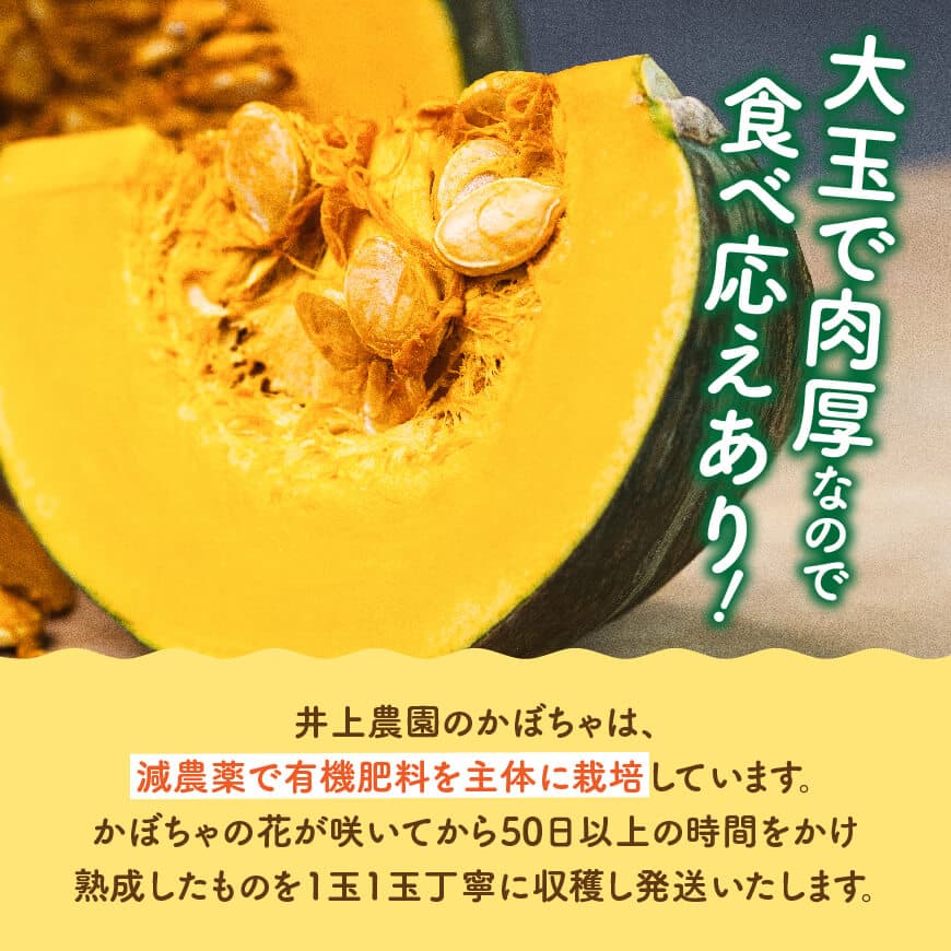 【令和8年発送】宮崎県産　スイートかぼちゃ１玉（2kg以上） 【 2026年発送 野菜 かぼちゃ 南瓜 九州産 宮崎県産 川南町産 新鮮 産地直送 】