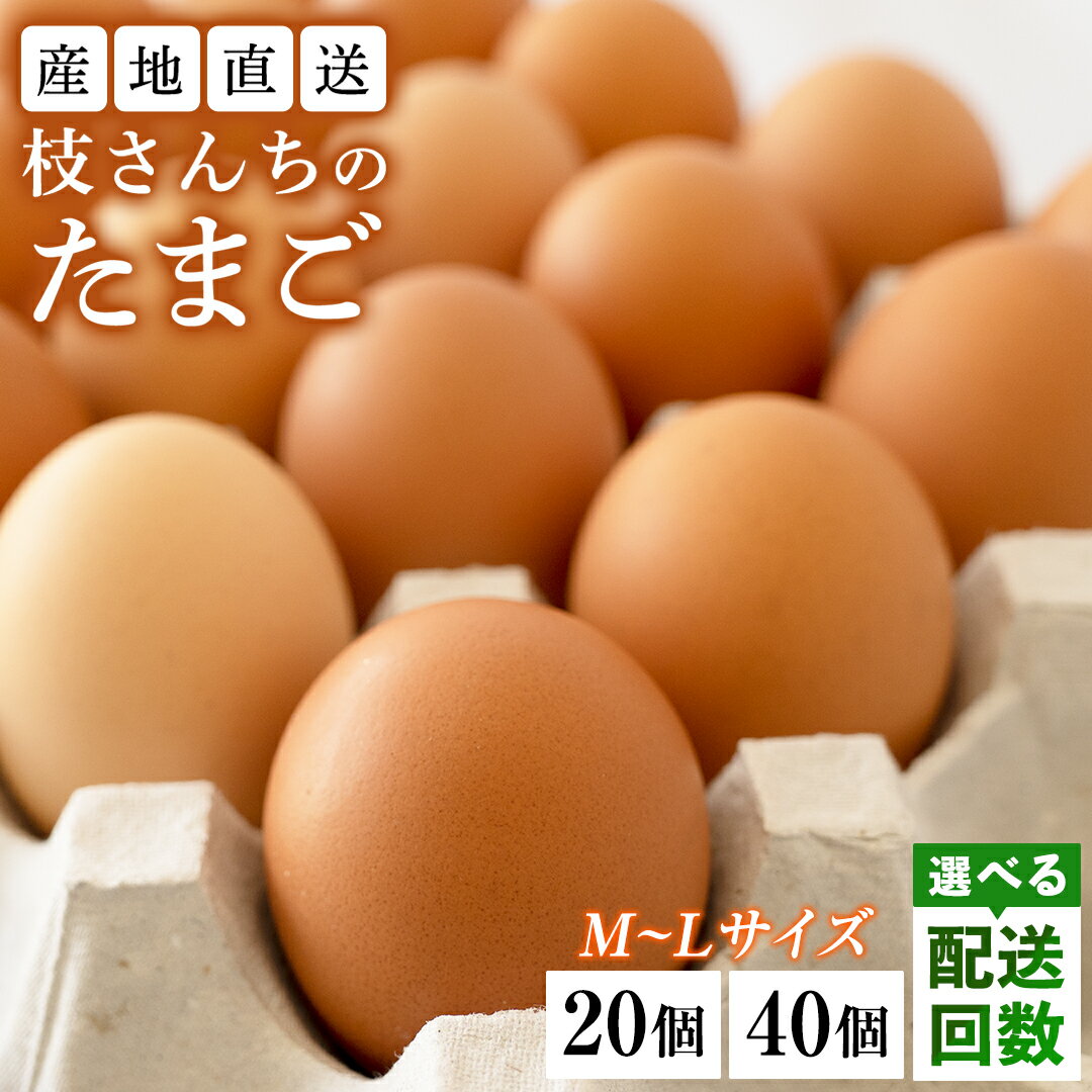 【ふるさと納税】＼選べるお届け回数・個数／ 枝さんちの たまご (M〜L 20個 / 40個) 定期便 3回 6回 12回 産地直送 卵 玉子 生卵 鶏卵 タマゴ 平飼い 桜川市産 茨城県産 非遺伝子組換え