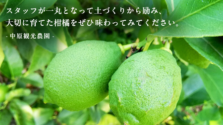 瀬戸内 オーガニック グリーンレモン 3kg
