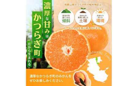 和歌山県産温州みかん　秀品　約5kg（約40個～60個入）【先行予約】【2025年11月初旬頃から2026年1月中旬頃順次発送予定】 / みかん フルーツ 果物 柑橘 和歌山【kgr032】