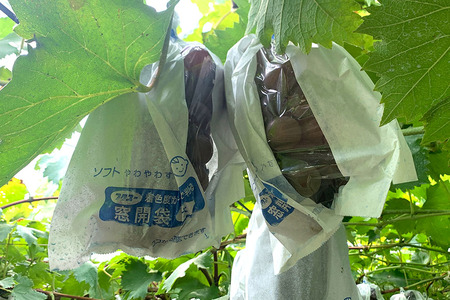 【 2025年 先行予約 】 巨峰 2kg ( 種あり ) 開田ぶどう園 5房 ～ 7房 ぶどう ブドウ 国産 果物 くだもの 葡萄 フルーツ 2キロ 8月 下旬 9月 発送 夏 秋 旬 品種 茨城県