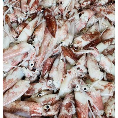 ふるさと納税 南知多町 愛知県産剣先いかの煮付け200g　2パック |  | 02