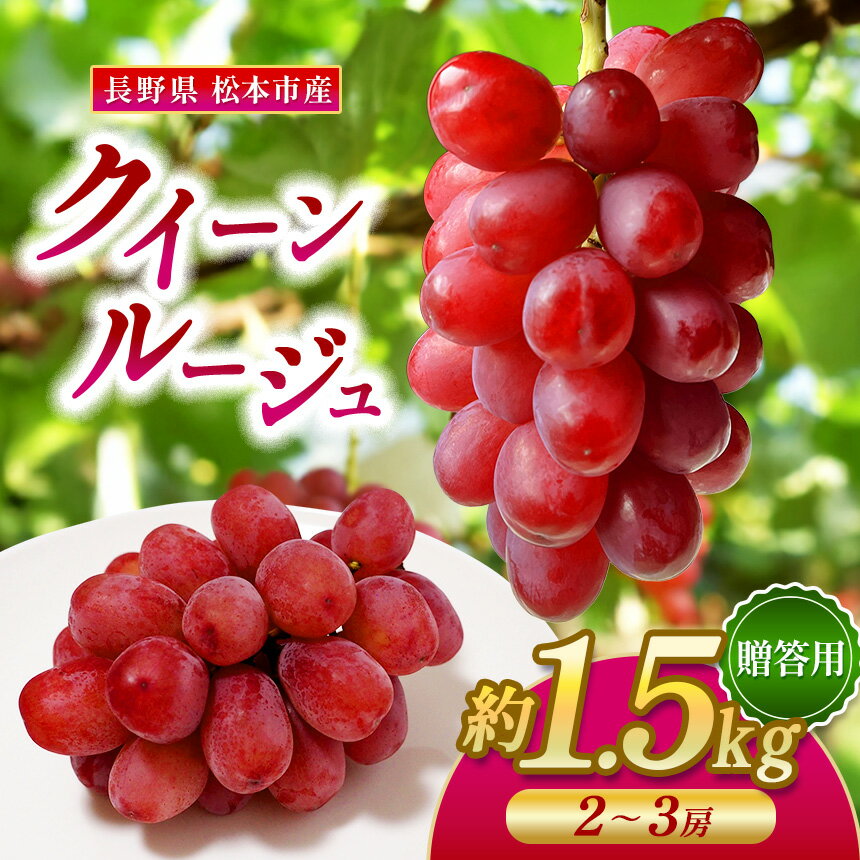 【ふるさと納税】 【先行受付：9月発送】松本市産 贈答用 クイーンルージュ®1.5kg（2~3房） | 特選 贈答用 果物 フルーツ ぶどう 葡萄 プレゼント クインルージュ 長野県 松本市 ふるさと納税