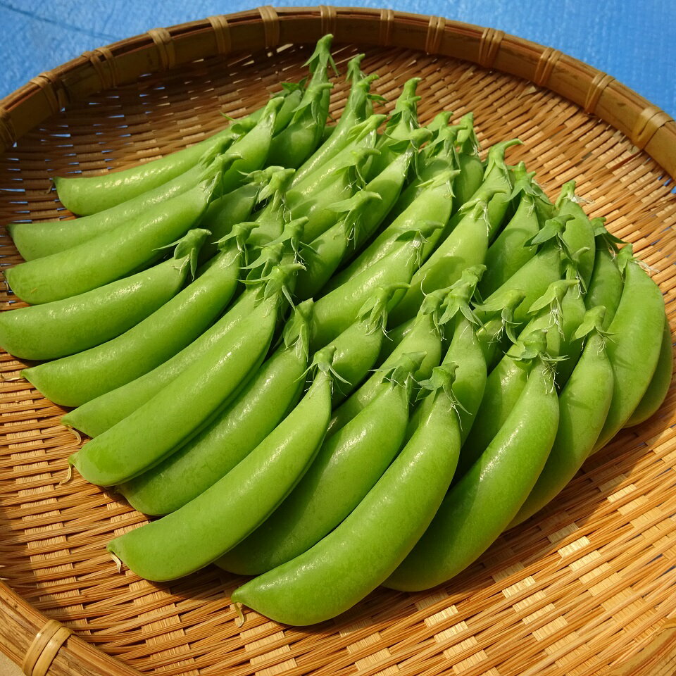 【ふるさと納税】 スナップエンドウ 2kg 高知 黒潮町 産地直送 すなっぷえんどう スナックエンドウ つるなし ホルンスナック さやえんどう 豆 野菜 新鮮 旬 グリーンピース系 さやが柔らかい 肉厚 高知県 黒潮町