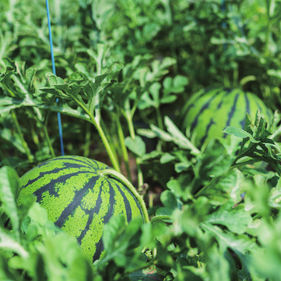 『岩田屋本店・南国フルーツ』大分・日田産天領西瓜1玉