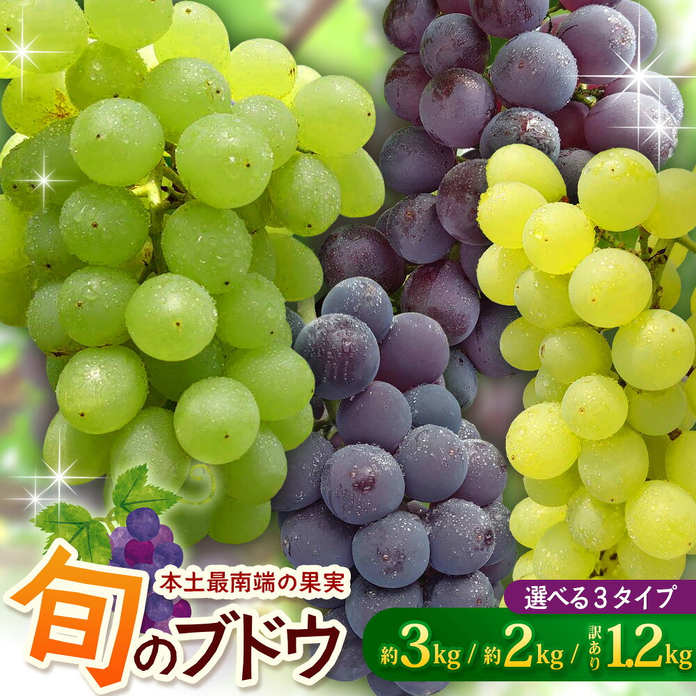 【ふるさと納税】【2027年先行予約・数量限定】本土最南端ぶどう 味くらべ（約2kg・約3kg）・訳あり（約1.2kg）｜ 鹿児島県 南大隅町 有限会社ティエラ