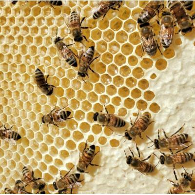 ふるさと納税 滝沢市 非加熱はちみつ　春の百花(さくら)300g×2本 |  | 03