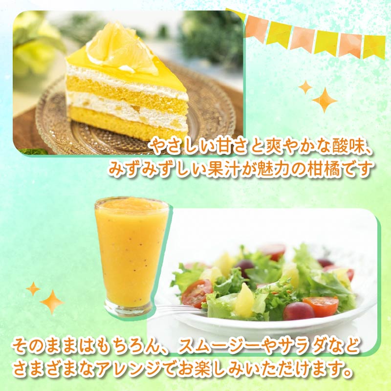 ニューサマーオレンジ 5kg 先行予約 4月より順次発送 旬 柑橘 みかん ミカン オレンジ orange フルーツ 果物 くだもの ニューサマー 国産 季節限定 産地直送 静岡県産 横山商店 静岡県