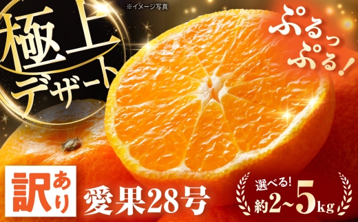 みかん 訳あり 愛果28号 サイズ不揃い 約3kg 約15玉【12月上旬から12月下旬まで順次発送】/ フルーツ 果物 蜜柑 ミカン オレンジ 訳あり 訳アリ 小玉 甘い 先行予約 3kg 愛媛 愛果28号 ゼリー食感 プルプル 薄皮 果汁 柑橘 濃厚 甘み 糖度 訳あり 家庭用 旬 お取り寄せ 贈答 フルーツギフト 人気 おすすめ / 愛媛県砥部町/株式会社電子食品流通研究所 [BJBL002]