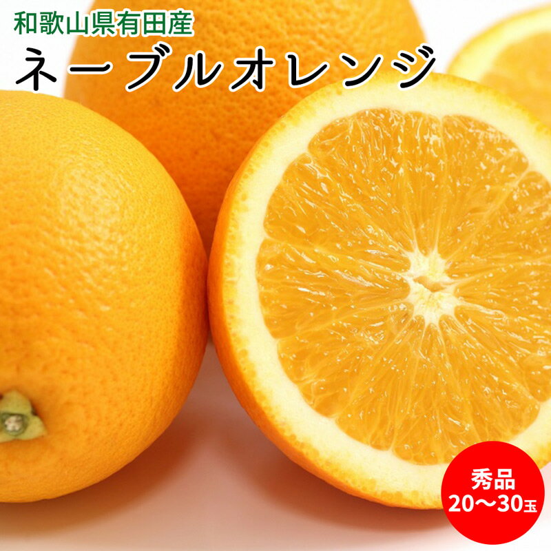 【ふるさと納税】【2026年先行予約】ネーブルオレンジ 秀品 20～30玉 和歌山県有田産【国産 オレンジ ネーブル フルーツ】