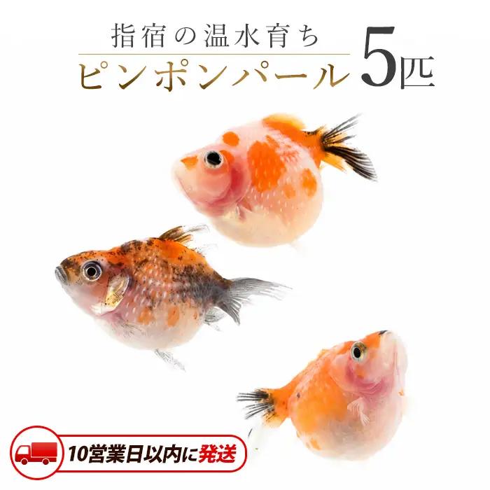 10営業日以内に発送 温水育ち ピンポンパール 5匹 otofarm IB148-003 ※北海道・沖縄・離島配送不可※金魚 金魚