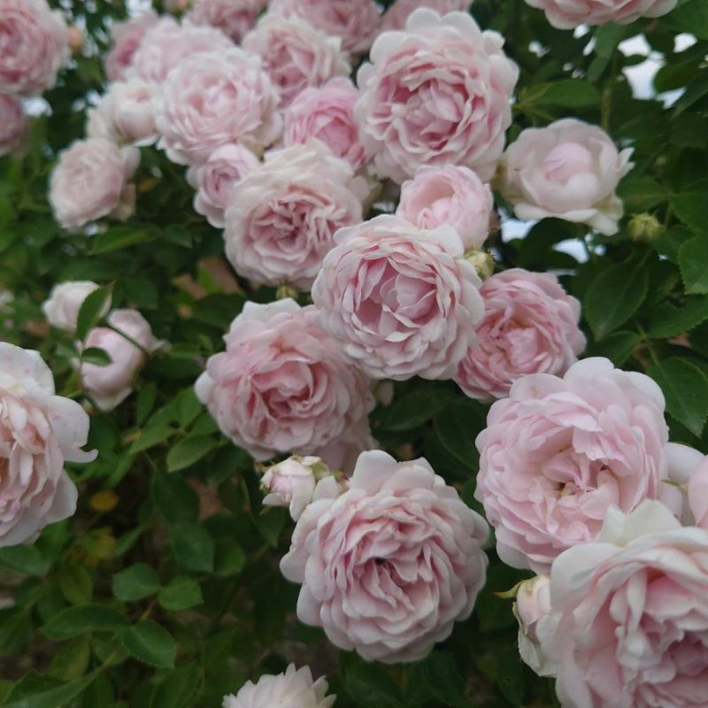 【ふるさと納税】【Apple Roses】バラ苗『ハルシオン』大苗6号ポット植え [52210970]　お届け：2025年12月上旬～2026年6月中旬まで