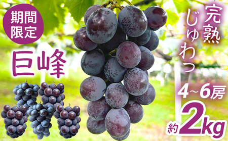 先行予約 期間限定 巨峰 ぶどう 約2kg（4～6房） 農家直送 樹上完熟 完熟 果汁 ブドウ 葡萄 果物 フルーツ 甘い ジューシー 福岡県 福岡 九州 グルメ お取り寄せ 【8月中旬頃より順次出荷予定】
