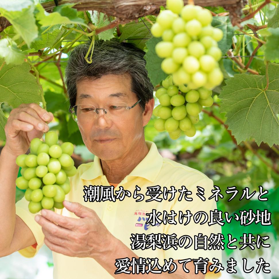 シャインマスカット 2kg 3房 4房 5房 潮騒熟成 (32MS.)| ぶどう 鳥取県 湯梨浜町 果物 フルーツ 特産品 2026年 先行予約 先行受付