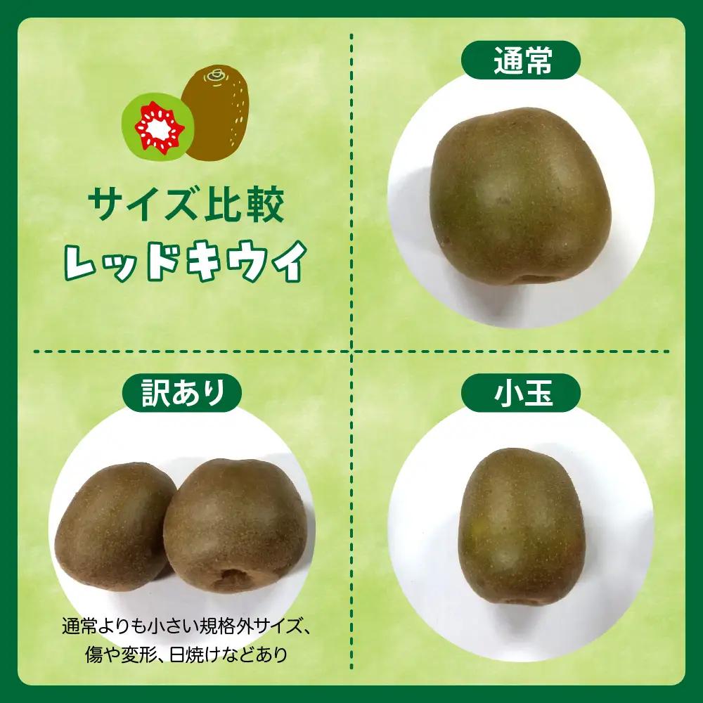 【先行受付】【2026年9月下旬～発送】【小玉】希少品種「 レッドキウイ 」国産 約1kg ku033-006-26