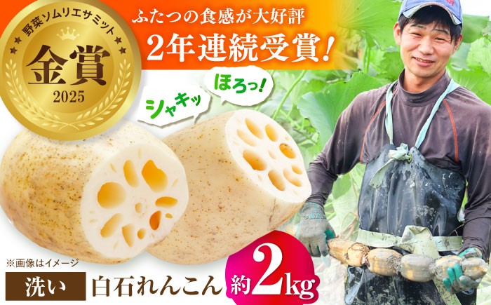 
            【2025年9月以降発送】＜野菜ソムリエサミット金賞受賞＞白石町産 絶品洗いれんこん約2kg【野中農園】佐賀県産 農家直送 直送 白石れんこん レンコン 蓮根 根菜 野菜 白石町産 高品質 九州 佐賀県 白石町 [IDC002]
          